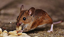 24 Hour & Emergency Exterminators in Womelsdorf, PA